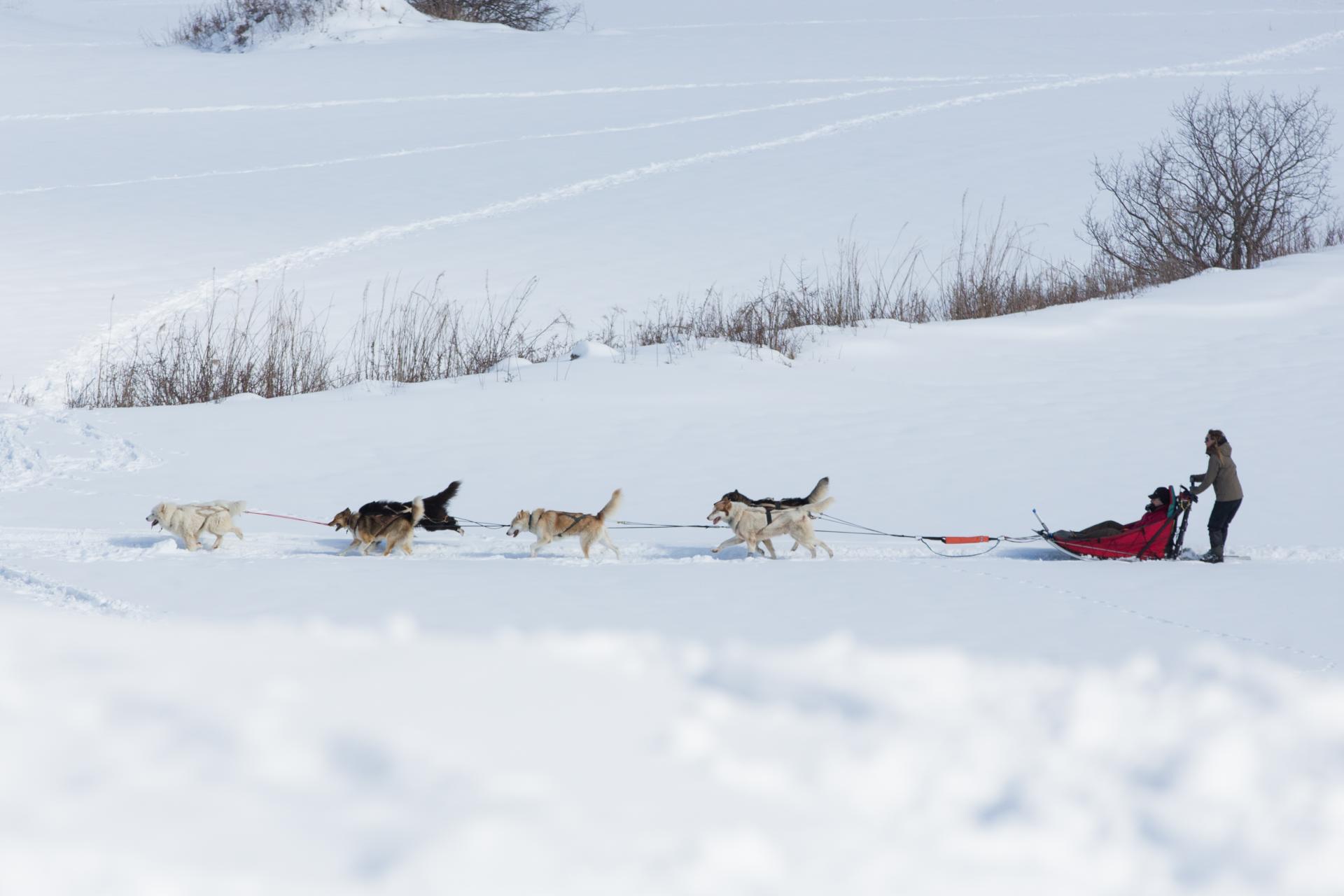 Chientraineau ©martin Girerd (15)
