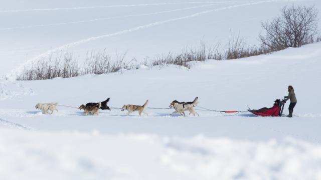 Chientraineau ©martin Girerd (15)