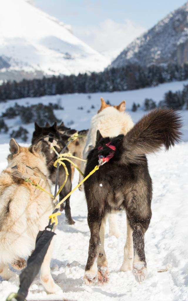 Hiver Activités Chiens De Trainaux ©martin Girerd 2016 (46)
