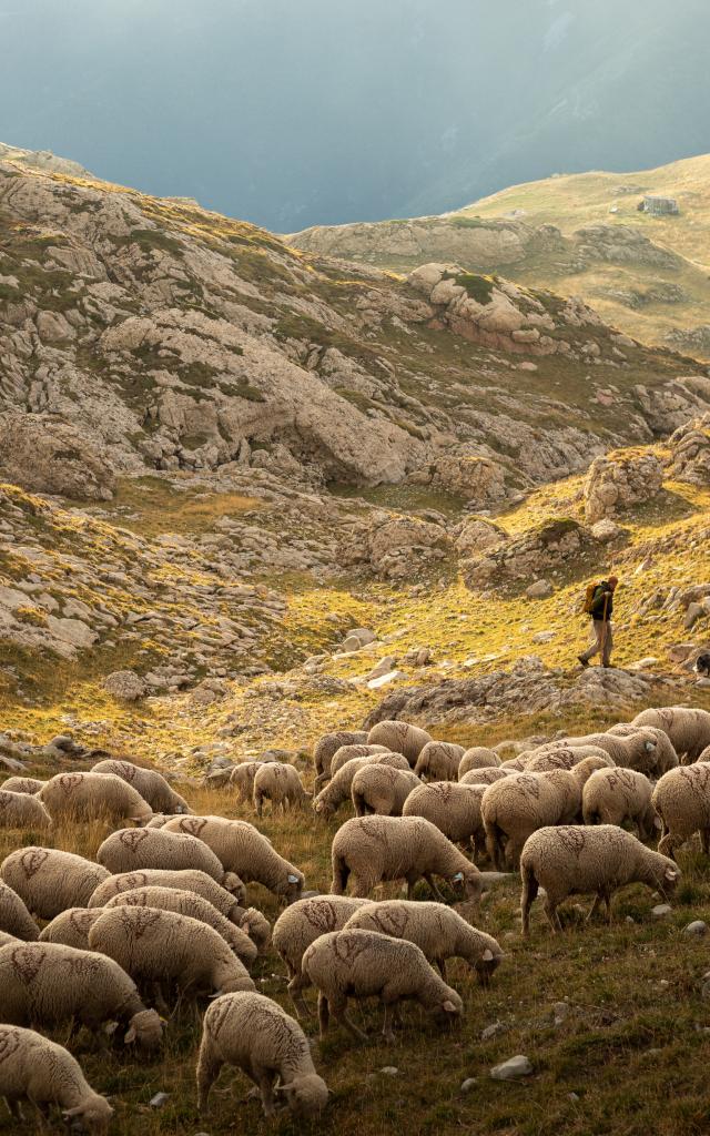 Berger et son troupeau dans le massif du Dévoluy, Hautes Alpes