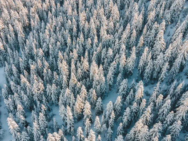 Winter Landscapes Firs Snow Otdevoluy 05 12 22 Drone 8
